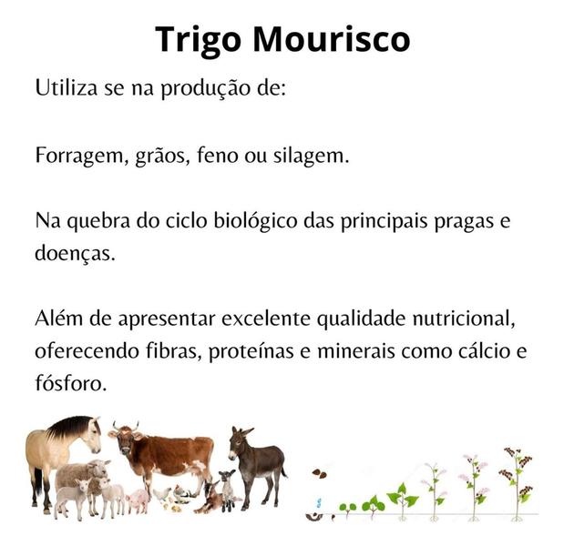 Imagem de Sementes de Trigo Sarraceno p/ Ovinos e Caprinos 5kg - TRIGO MOURISCO / SARRACENO