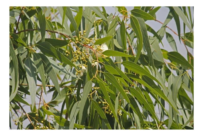 Imagem de Sementes Eucalipto Citriodora p/ Produção de Madeira 1g