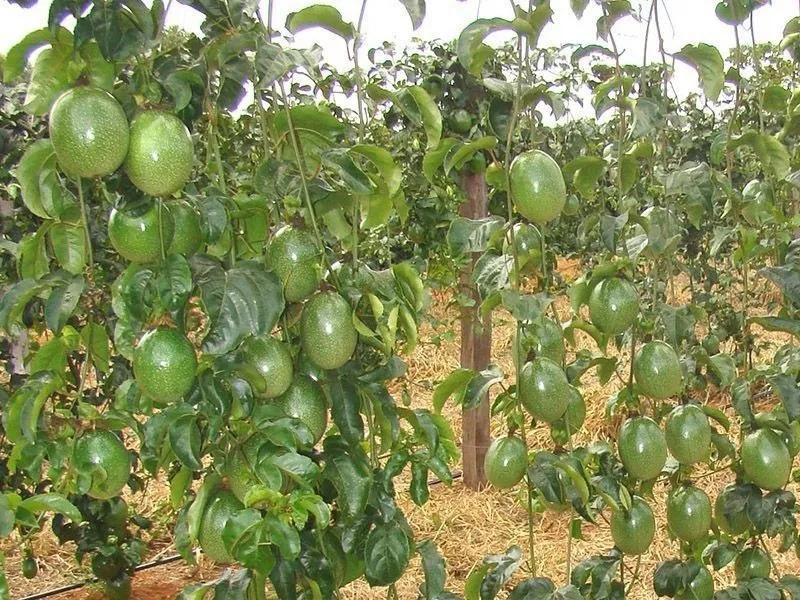 Imagem de Sementes Maracujá Híbrido Brs Gigante Amarelo 500 Sementes