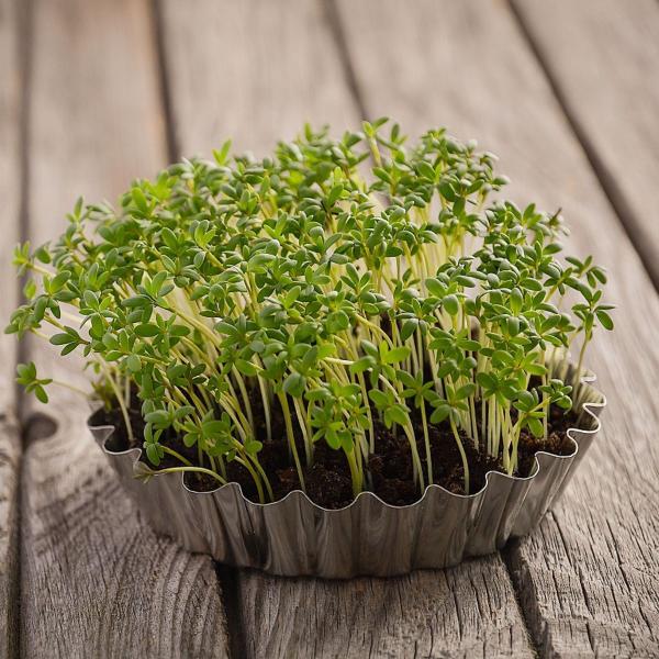 Imagem de Sementes Microverdes Brotos de Agrião do Seco SUPER ISLA