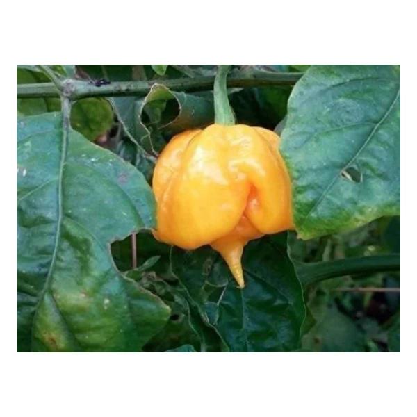 Imagem de Sementes Pimenta Arara Trinidad Scorpion Amarela FELTRIN