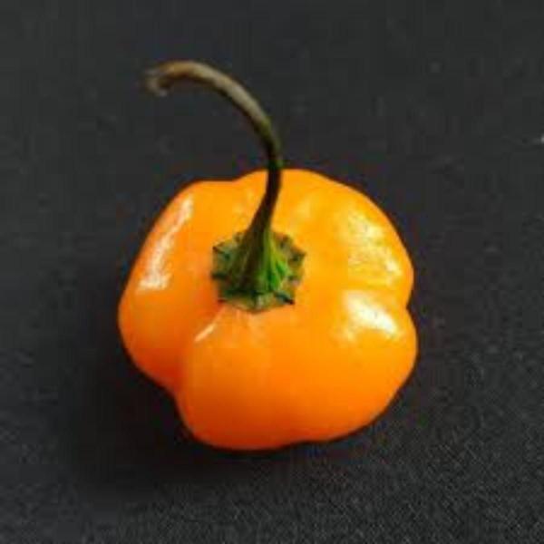 Imagem de Sementes Pimenta Habanero Yellow Brilhante Ardida 400mg Molhos Vasos Horta