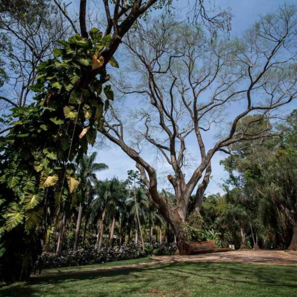 Imagem de Sementes Timbaúva Timburi (Tamboril-da-mata) ISLA