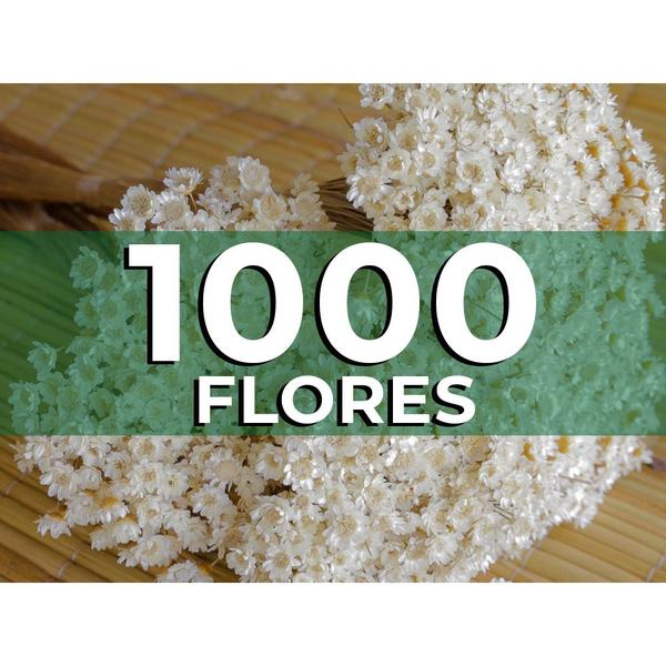 Imagem de Sempre vivas - 1000 unidades - Flor natural