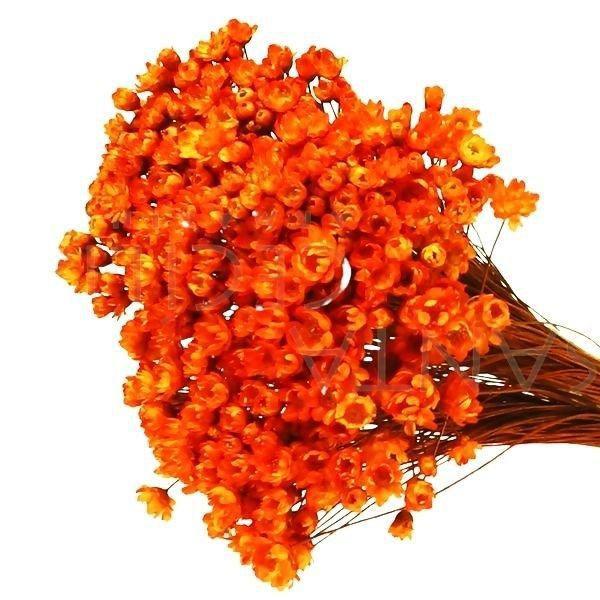 Imagem de Sempre Vivas Laranja Lembrança, Decoração 600 Flores