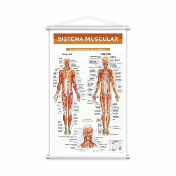 Imagem de Sistema Linfático + Sistema Muscular Kit 2 Banners Grande