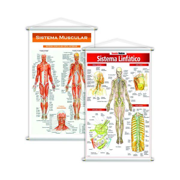 Imagem de Sistema Linfático + Sistema Muscular Kit 2 Banners Grande