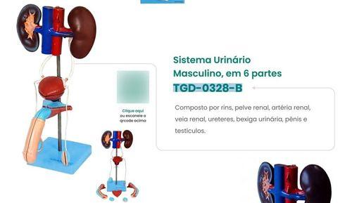 Imagem de sistema renal masculino em 9 partes modelo anatomico