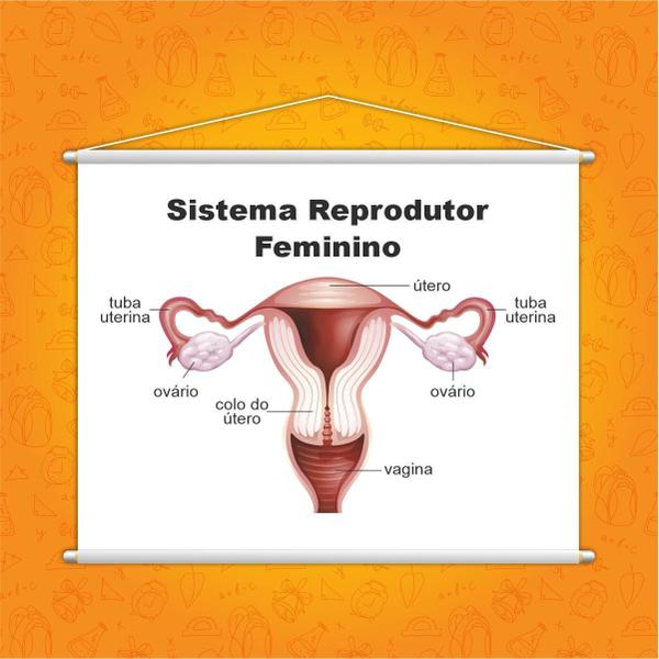 Imagem de Sistema Reprodutor Feminino Banner Escolar 100X80Cm