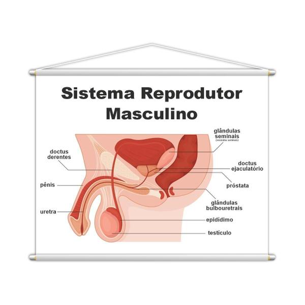 Imagem de Sistema Reprodutor Masculino Banner Escolar 100X80Cm