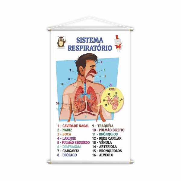 Imagem de Sistema Respiratório + Digestivo Kit 2 Banners 80X50Cm