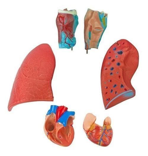 Imagem de Sistema Respiratório E Cardiovascular 7 Partes