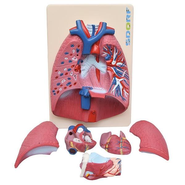 Imagem de Sistema Respiratório Em Prancha 7 Partes, Anatomia