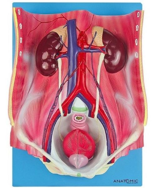 Imagem de Sistema Urinário Clássico em 4 Partes, Anatomia