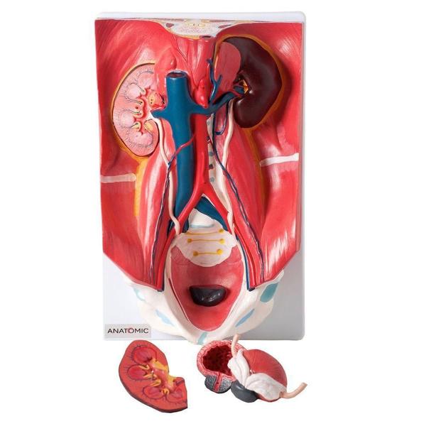 Imagem de Sistema Urinário Clássico Em 4 Partes, Anatomia