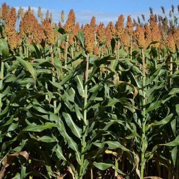 Imagem de Sorgo Ponta Negra - 1kg De Sementes