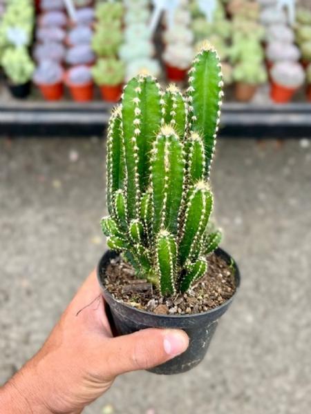 Imagem de Substrato Adubo Terra Plantio De Suculentas, Cactus E Bonsay Mogifertil 2Kg