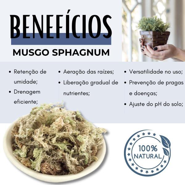 Imagem de Substrato Musgo Sphagnum Rosa Para Jardinagem 1 Litro