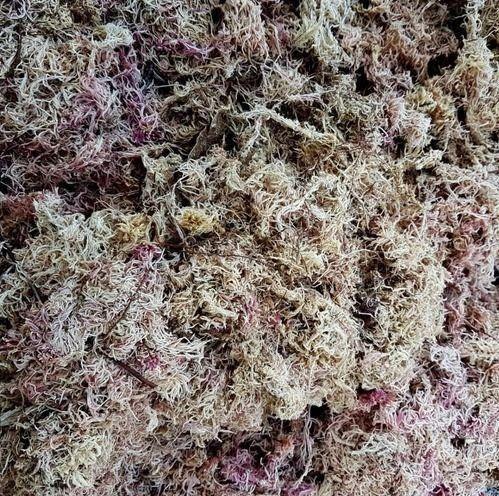 Imagem de Substrato Musgo Sphagnum Rosa Para Jardinagem 3 Litros