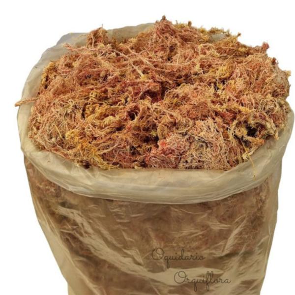 Imagem de Substrato Musgo Sphagnum Sphagno Esfagno Saco Grande 80 Litros Para Orquídeas Flores Plantas Revenda