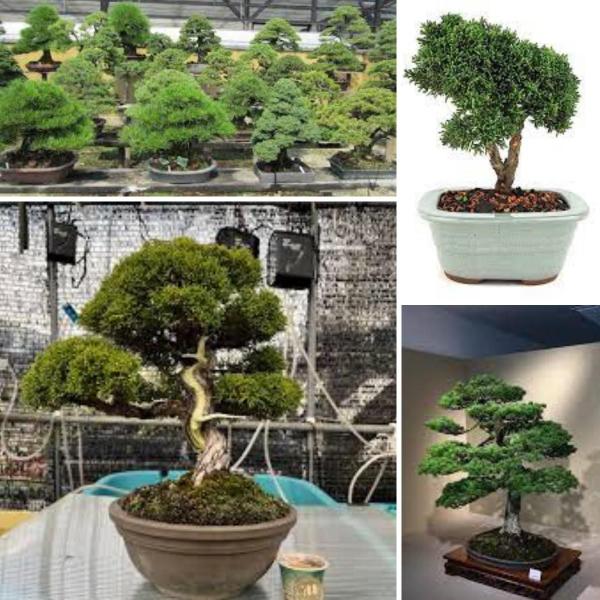 Imagem de Substrato Para Bonsai Coníferas ou Frutíferas 5 Kg - Gold Plant