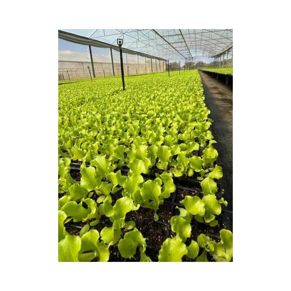 Imagem de Substrato plantio plantas profissional 40l ouro negro