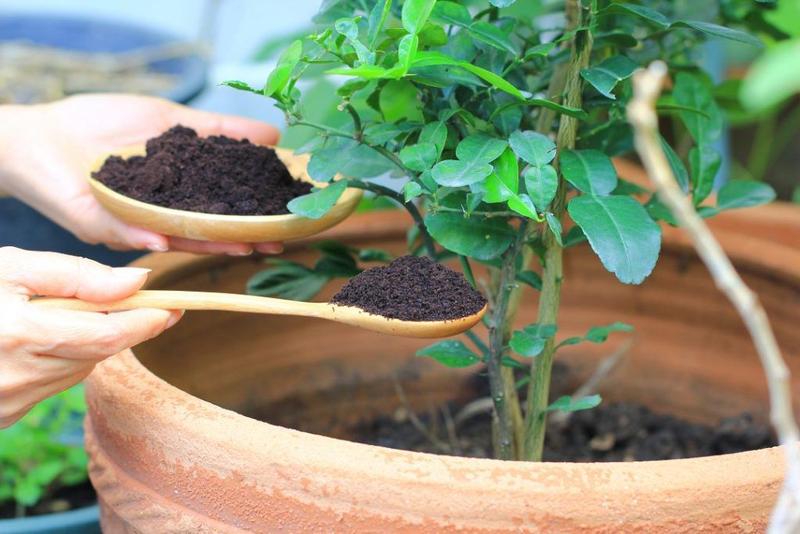 Imagem de Substrato Terra Vegetal Adubada com Humus de Minhoca 10kg