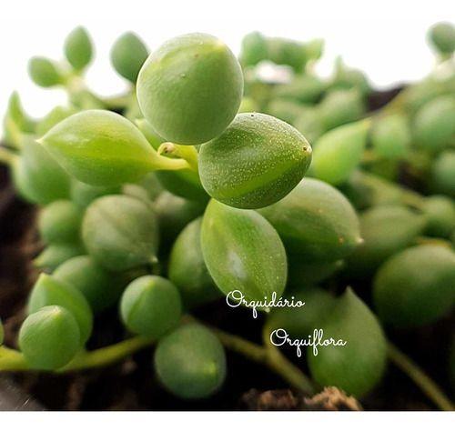 Suculenta Colar De Perola, Ervilha, Azeitona, Terço Planta - no brand Imagem de Suculenta Colar De Perola, Ervilha, Azeitona, Terço Planta