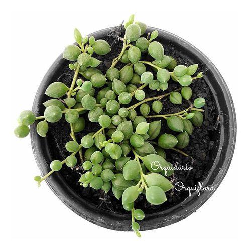 Suculenta Colar De Perola, Ervilha, Azeitona, Terço Planta - no brand Imagem de Suculenta Colar De Perola, Ervilha, Azeitona, Terço Planta