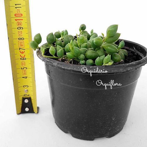 Suculenta Colar De Perola, Ervilha, Azeitona, Terço Planta - no brand Imagem de Suculenta Colar De Perola, Ervilha, Azeitona, Terço Planta