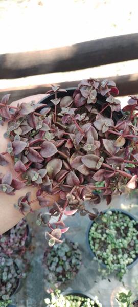 Imagem de Suculenta Crassula Marginalis Rubra