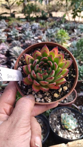 Imagem de Suculenta Echeveria Christmas pote 11