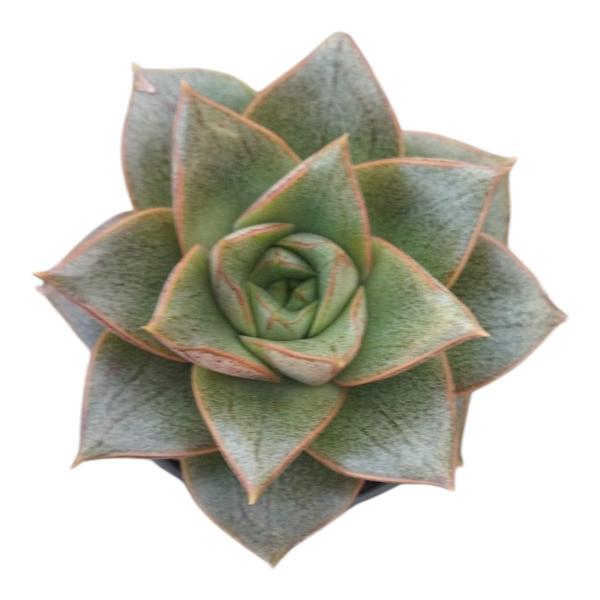 Imagem de Suculenta Echeveria Dionysius pote 6