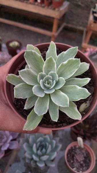 Imagem de Suculenta Echeveria Lemon Rose Variegata