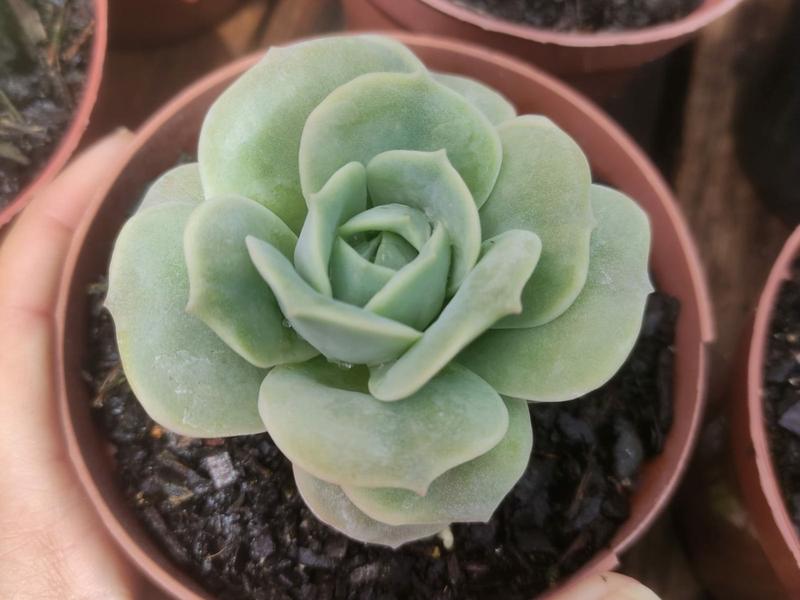 Imagem de Suculenta Echeveria Lovely Rose - Reversa