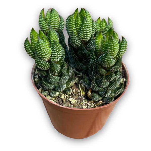 Imagem de Suculenta Haworthia Coarctata Muda Top Coleção Rara Plantada