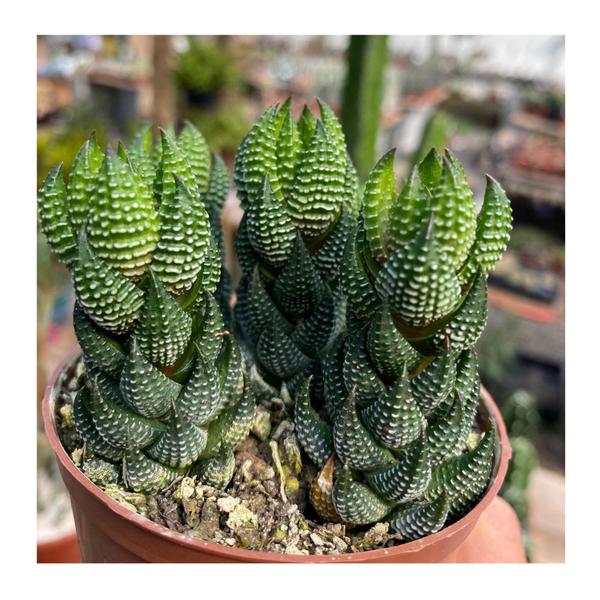 Imagem de Suculenta Haworthia Coarctata Muda Top Coleção Rara Plantada