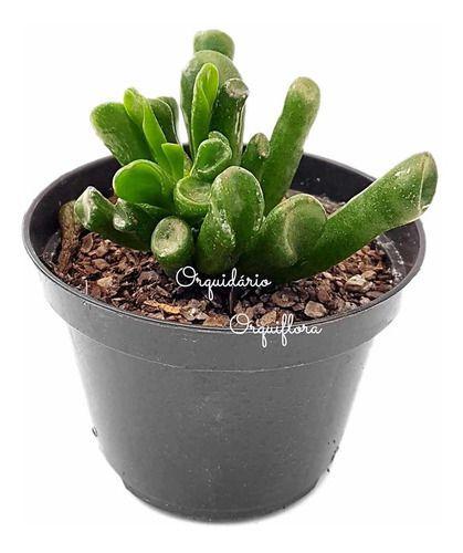 Imagem de Suculenta Orelha De Shrek Crassula Ovata Gollum  Vaso Nº10