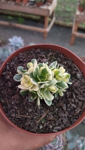 Suculenta Orostachys Variegata - Suculentaseciasc Imagem de Suculenta Orostachys Variegata