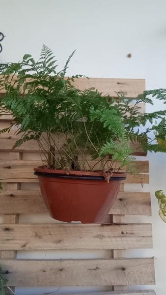 Imagem de suporte para vasos de plantas suspenso, tipo argola pallet 5 un. 20 CM REFORÇADO