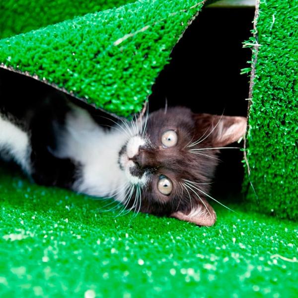 Tapete Grama Sintetica Soft Pet 10Mm (2X1M) 2M2 Verde - Decortech Imagem de Tapete Grama Sintetica Soft Pet 10Mm (2X1M) 2M2 Verde