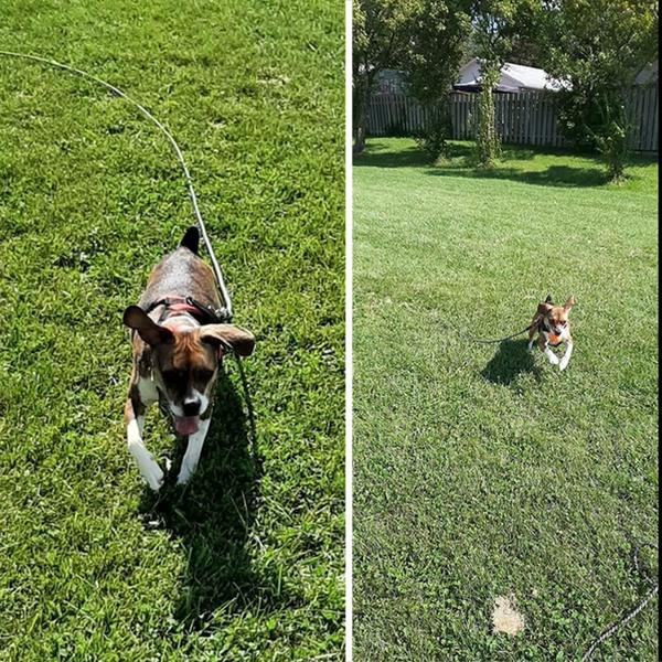 Imagem de Teash YUCFOREN Check Cord/Tire Out Long Rope para treinamento de cães