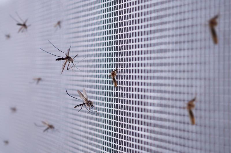 Imagem de Tela Mosquiteira Fibra Vidro Branca 5,00 x 1,00m