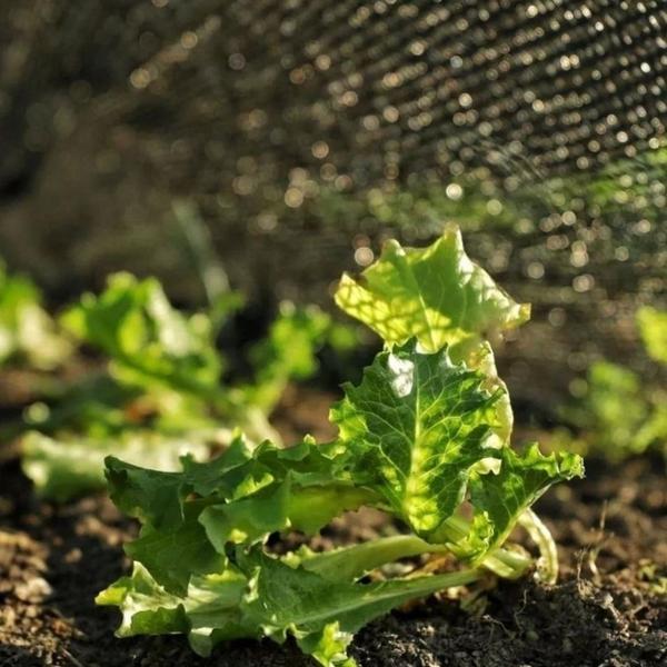 Imagem de Tela Preta Sombrite Hortas E Estufas Proteção 50% 2x32