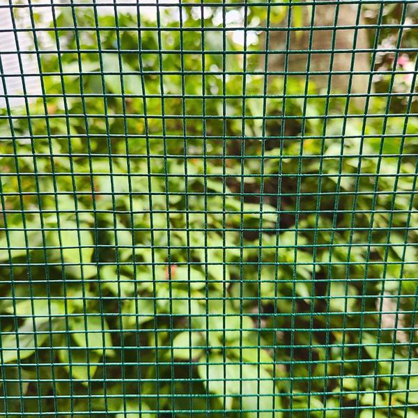 Tela Soldada Revestida PVC 6,25mm Jardim Pets 5,00m X 1,00m - Telas MM Imagem de Tela Soldada Revestida PVC 6,25mm Jardim Pets 5,00m X 1,00m