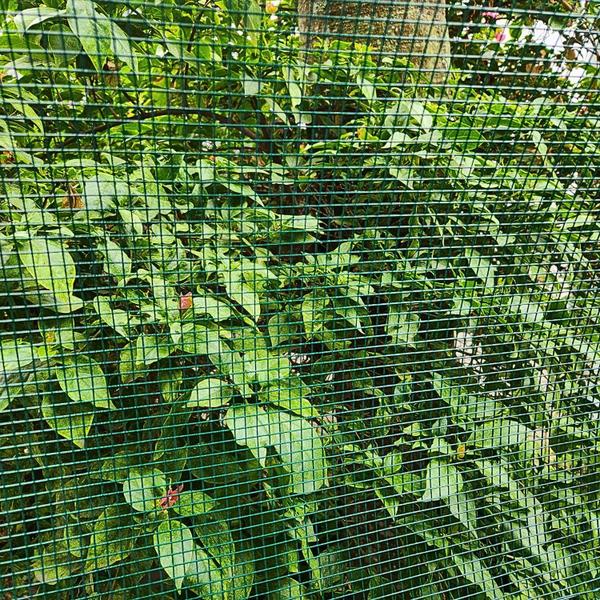 Tela Soldada Revestida PVC 6,25mm Jardim Pets 5,00m X 1,00m - Telas MM Imagem de Tela Soldada Revestida PVC 6,25mm Jardim Pets 5,00m X 1,00m