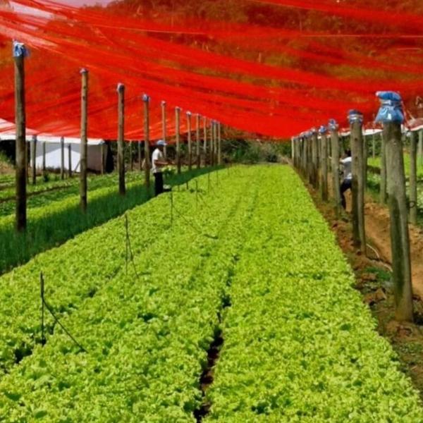 Imagem de Tela Sombrite Vermelha Agrícola Estufa Horta 30% 1,5X10