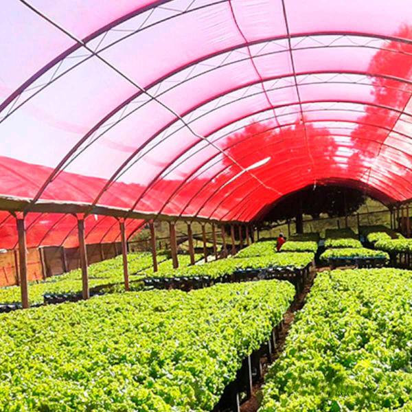 Tela Sombrite Vermelha Agrícola Estufa Horta 30% 3x41 - R A MIX Imagem de Tela Sombrite Vermelha Agrícola Estufa Horta 30% 3x41