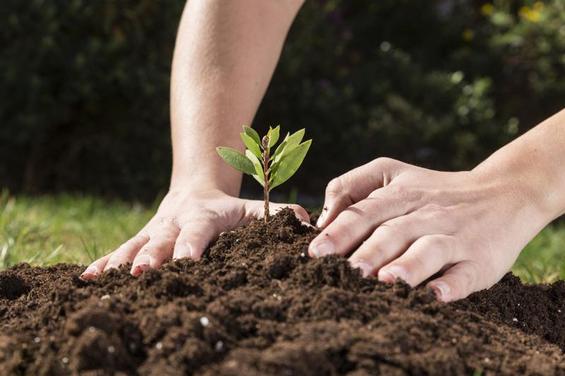 Imagem de Terra Vegetal Adubada 20 kilos