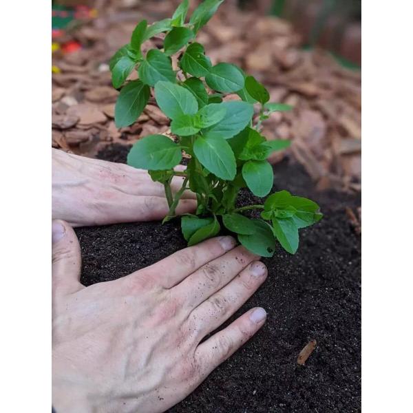 Imagem de Terrô Folhas & Flores Substrato Plantas Vaso E Jardineira 3l